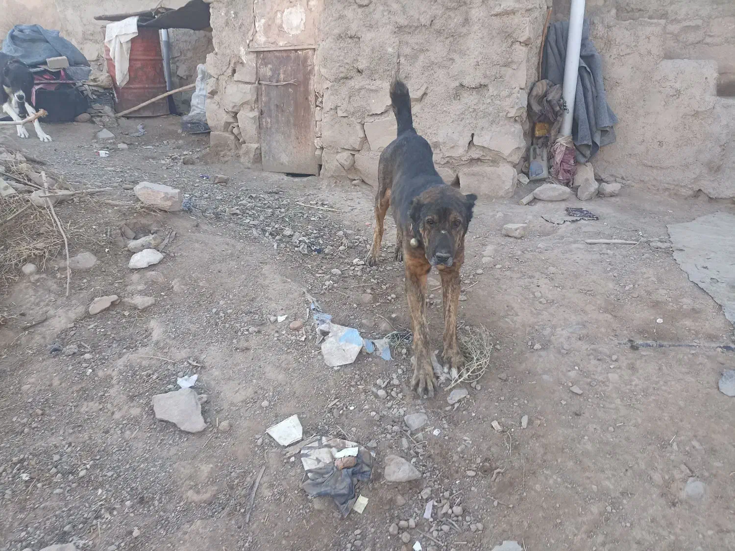 سگ گله|سگ|مشکان, |دیوار