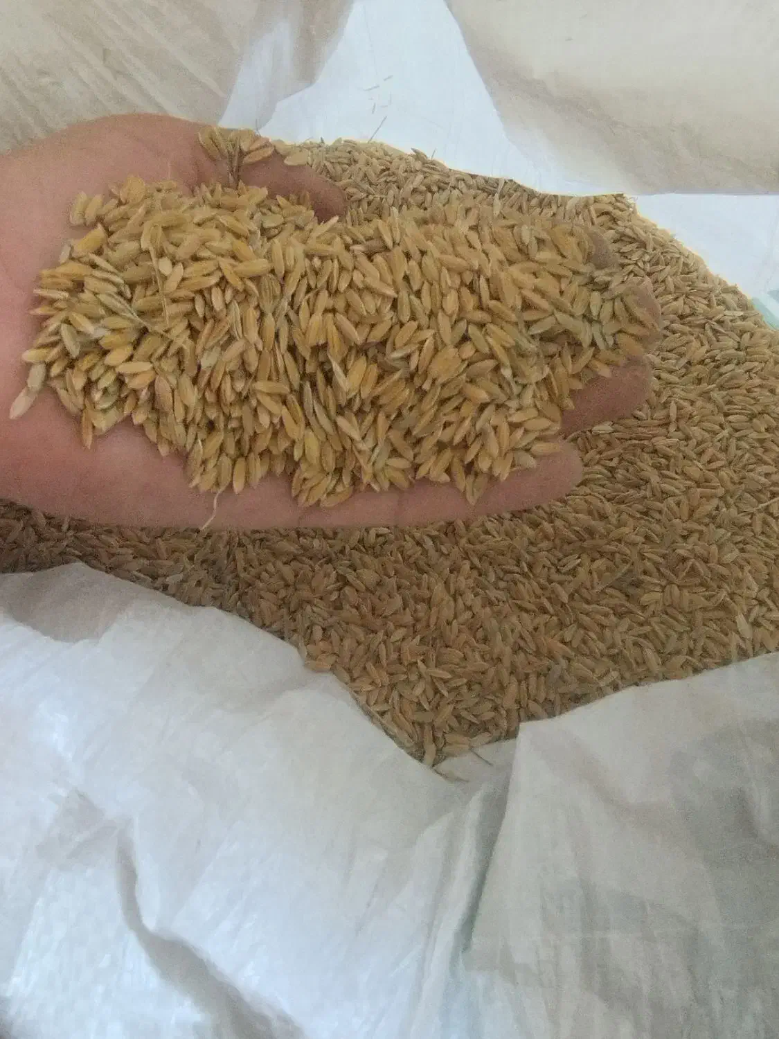 فروش چلتیک|خدمات باغبانی و درختکاری|سیدان, |دیوار