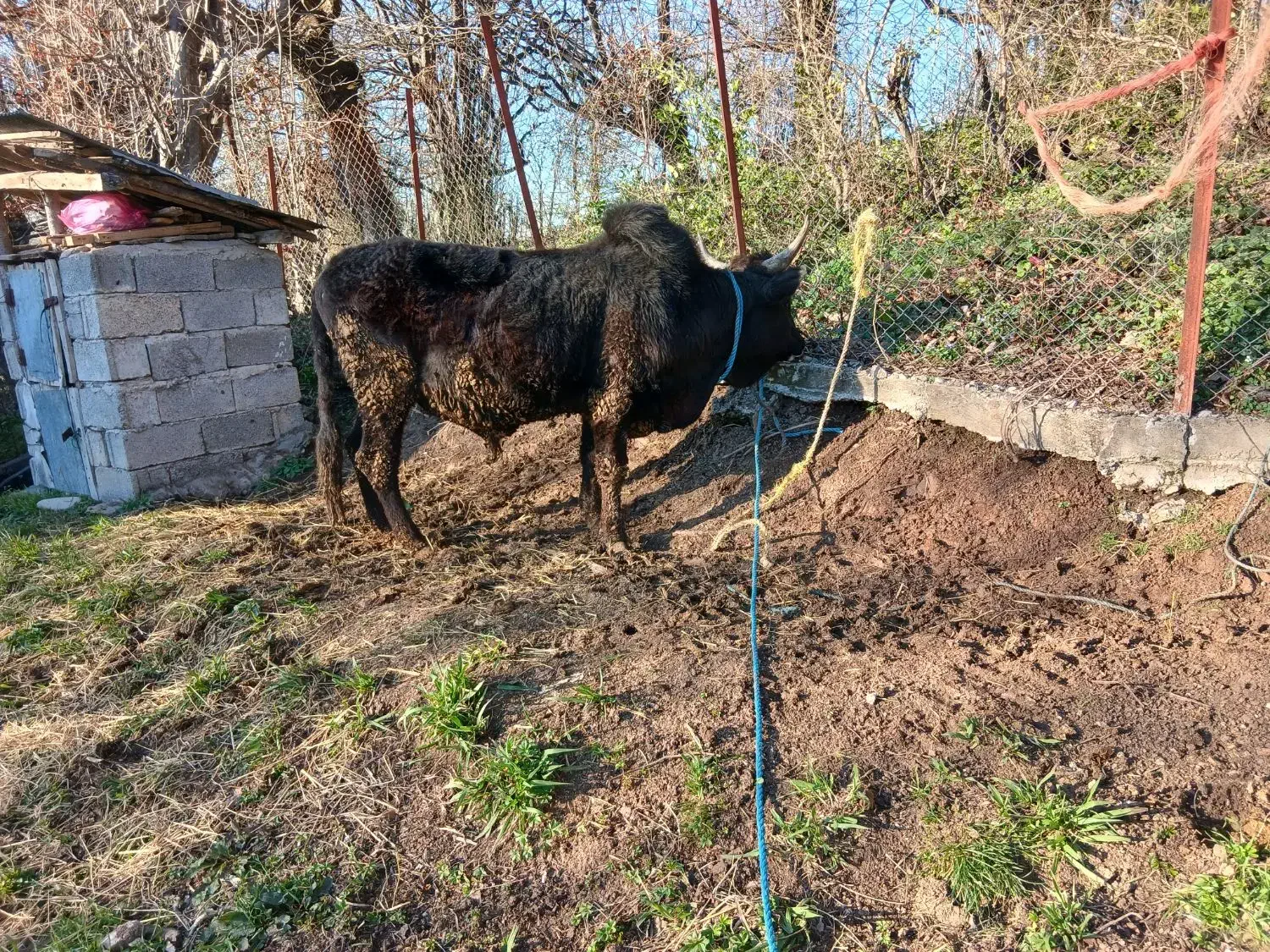 ورزا محلی|حیوانات مزرعه|رشت, حومه رشت|دیوار