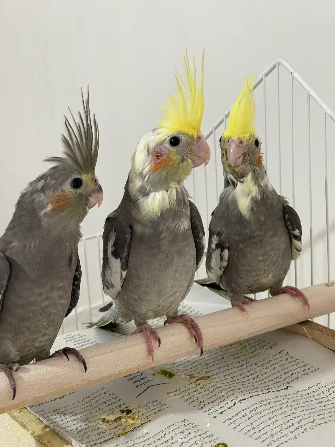 عروس هلندی|پرنده|رشت, فلسطین|دیوار