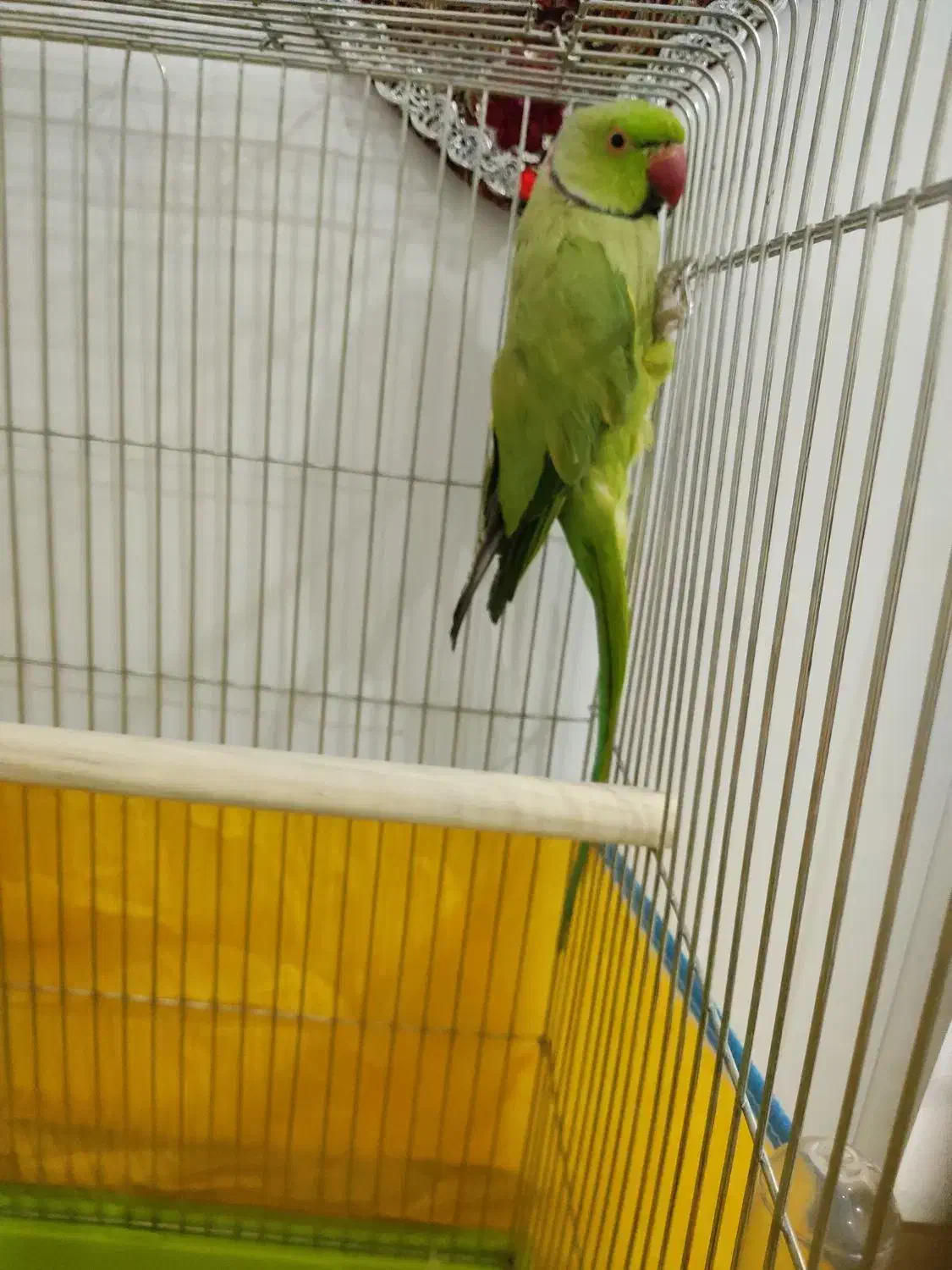 ملنگو نر|پرنده|خرم‌آباد, |دیوار