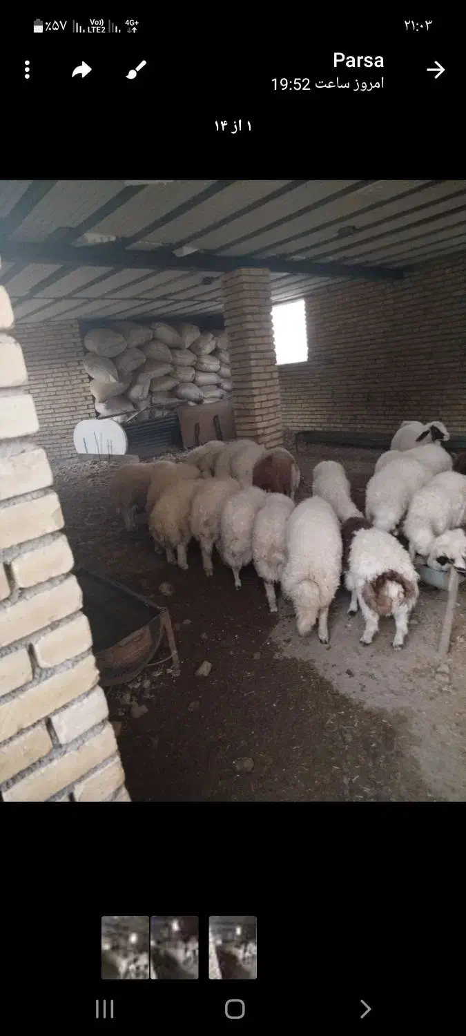 بره نر|حیوانات مزرعه|ماهیدشت, |دیوار