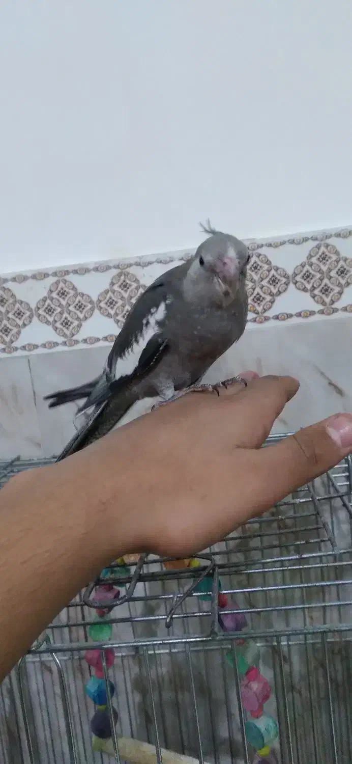 عروس هلندی خاص|پرنده|مشکین‌دشت, |دیوار