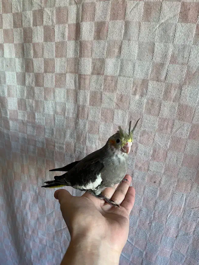 جوجه سرلاکی طوطی عروس هلندی|پرنده|آمل, |دیوار