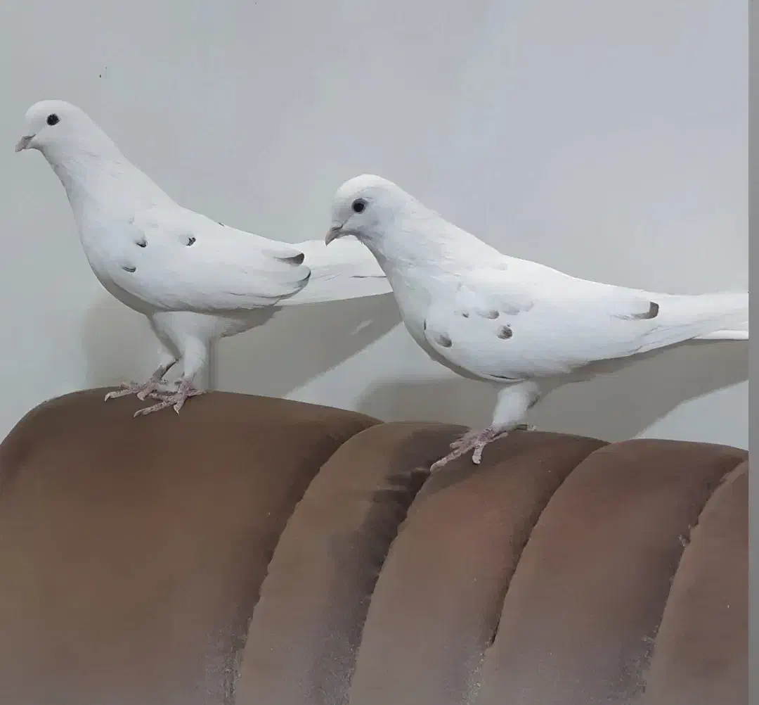 یک جفت نر و ماده خال پیس خال قدیم استثنایی|پرنده|تهران, مشیریه|دیوار