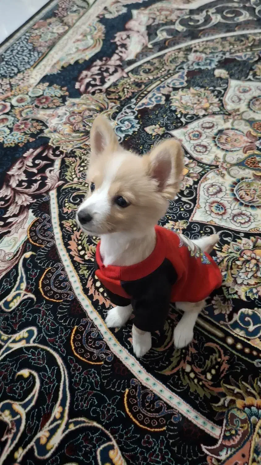 پامر روباهی|سگ|برخوار, |دیوار