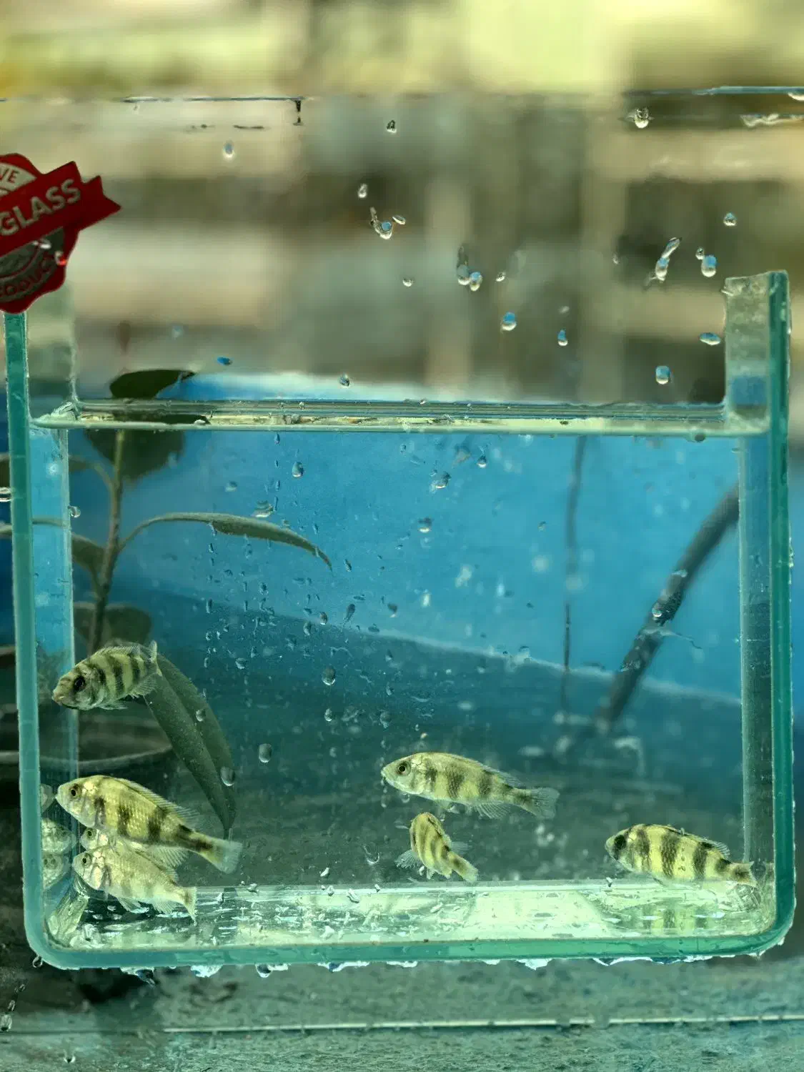 ماهی سیچلاید آفریقایی|ماهی|تهران, جوادیه تهرانپارس|دیوار