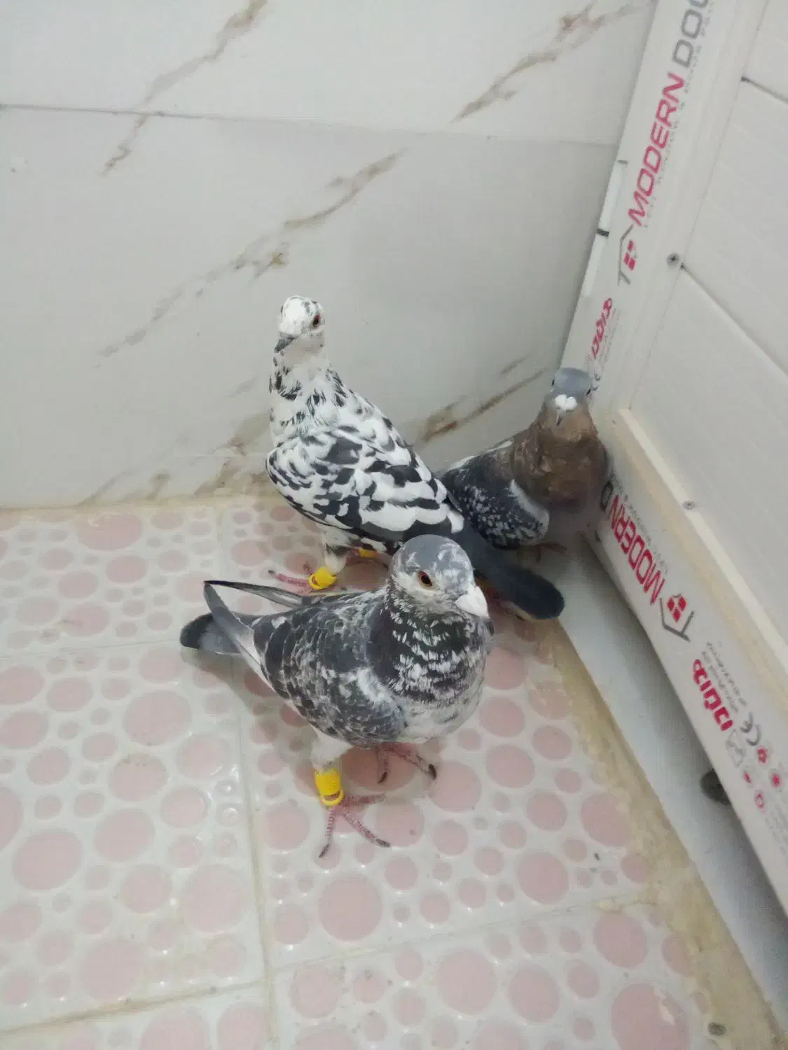 کفتر|پرنده|شیراز, کرونی(خاتونک)|دیوار
