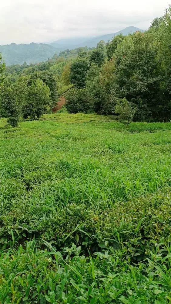 زمین باغی ۹۰۰۰ متری|فروش زمین و ملک کلنگی|لنگرود, |دیوار