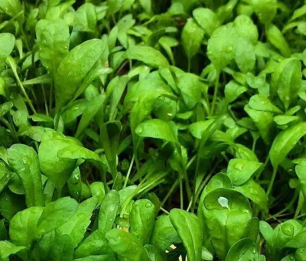 سبزی تره شاهی و گشنیز|حراج|گرگان, |دیوار