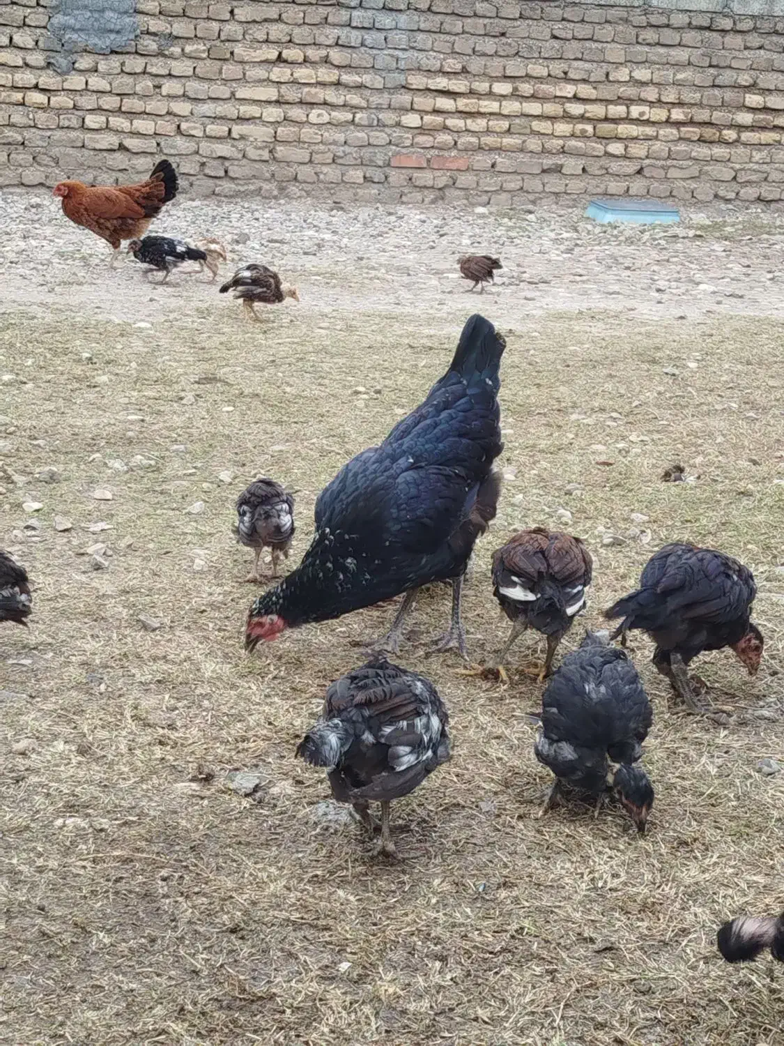 مرغ و جوجه های دو رگ|حیوانات مزرعه|گنبد کاووس, |دیوار