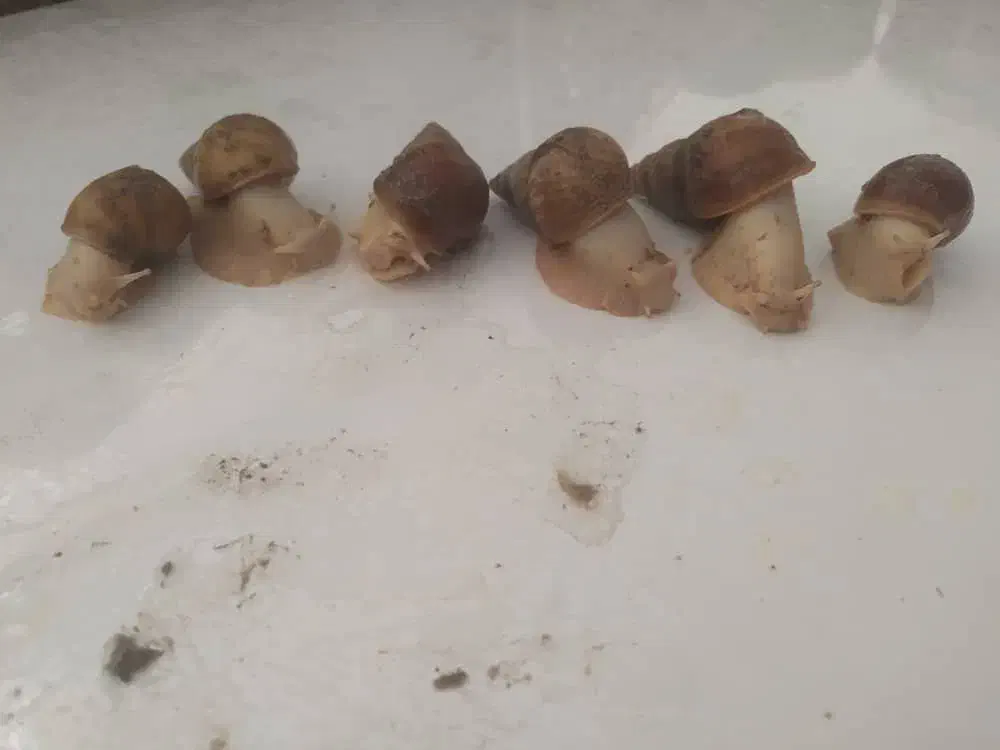 حلزون|خزنده|کرج, عظیمیه|دیوار