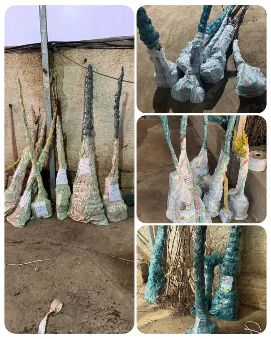 فروش نهال زرشک پفکی|خدمات باغبانی و درختکاری|فرخ‌شهر, |دیوار