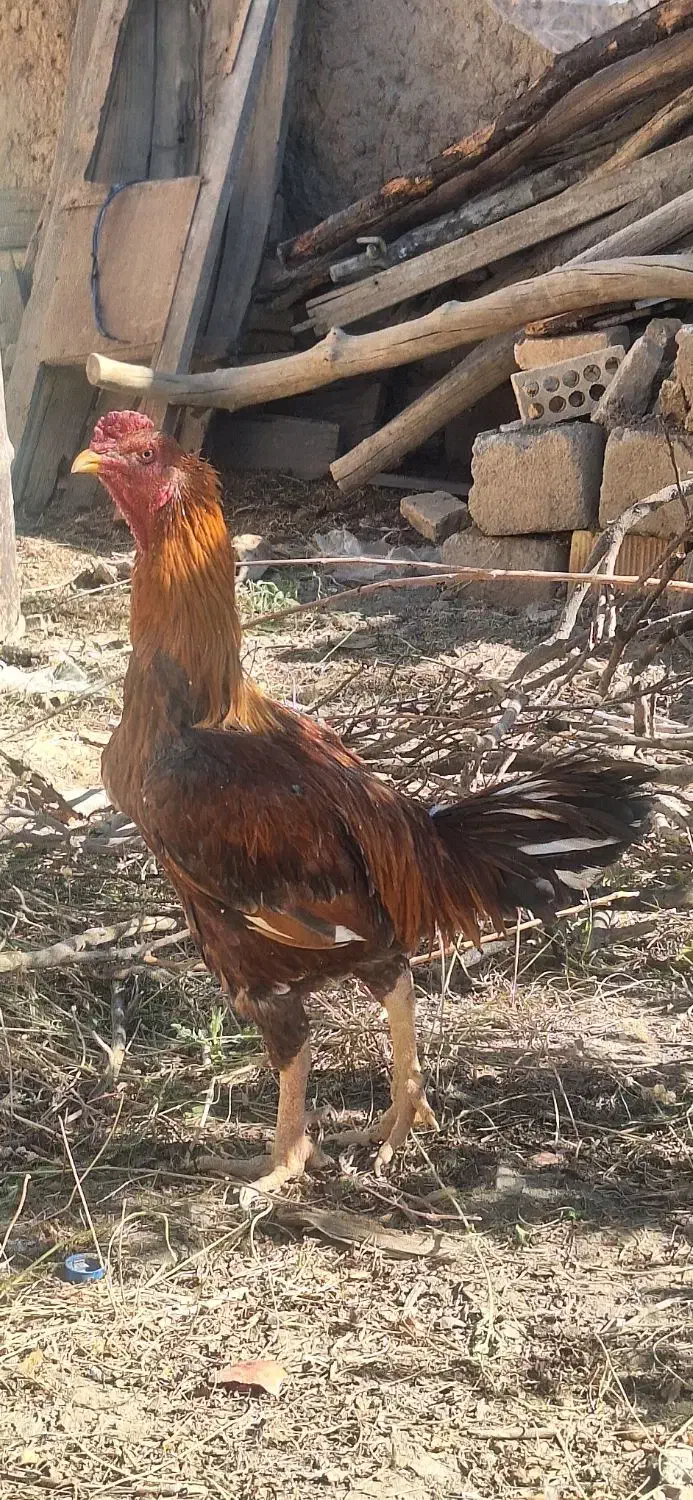 خروس لاری و مرغ لاری|حیوانات مزرعه|مهریز, |دیوار