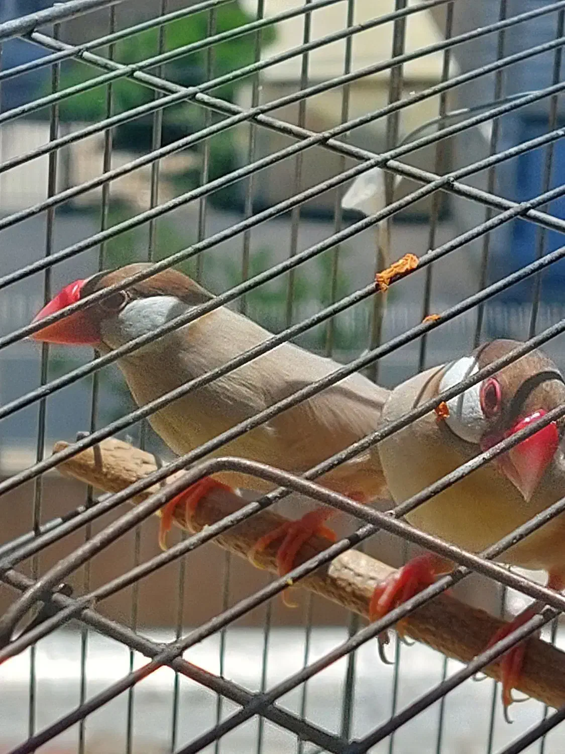 فنچ نرگسی شکلاتی با۳ عدد جوجه|پرنده|فردیس, قریشی|دیوار