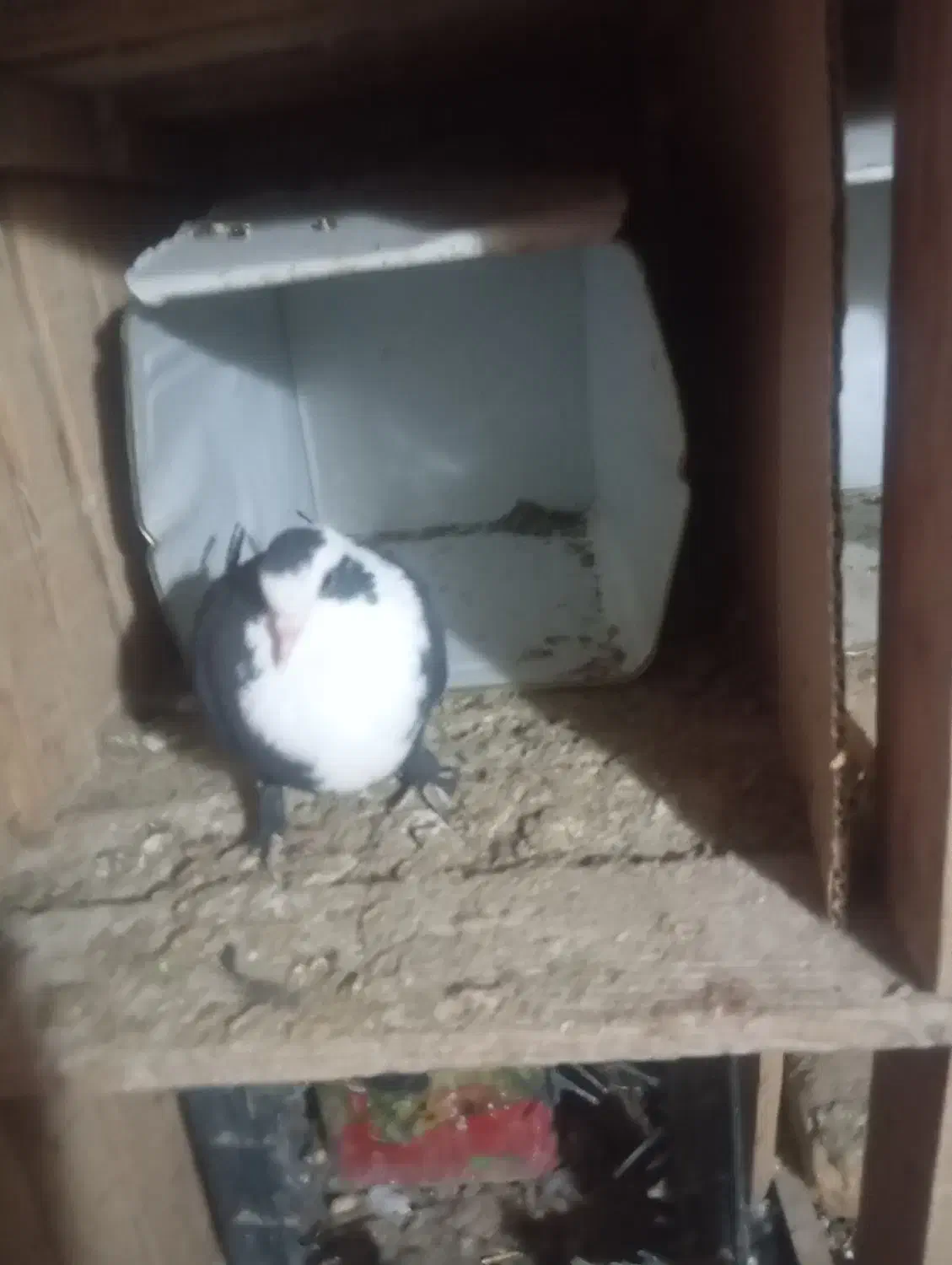 مخمل ماده|پرنده|شیراز, شهرک بهار|دیوار