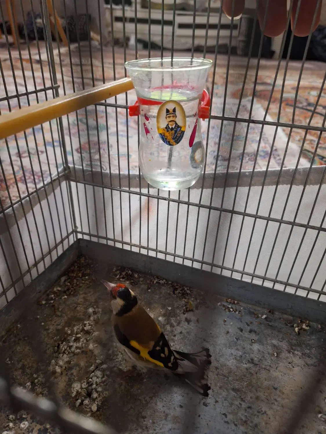 سهره|پرنده|تهران, شهید رجایی|دیوار