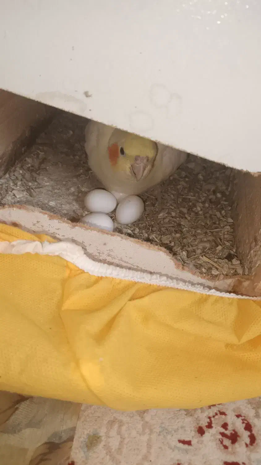 عروس لوتینو مولد تخم گذار|پرنده|قائم‌شهر, |دیوار