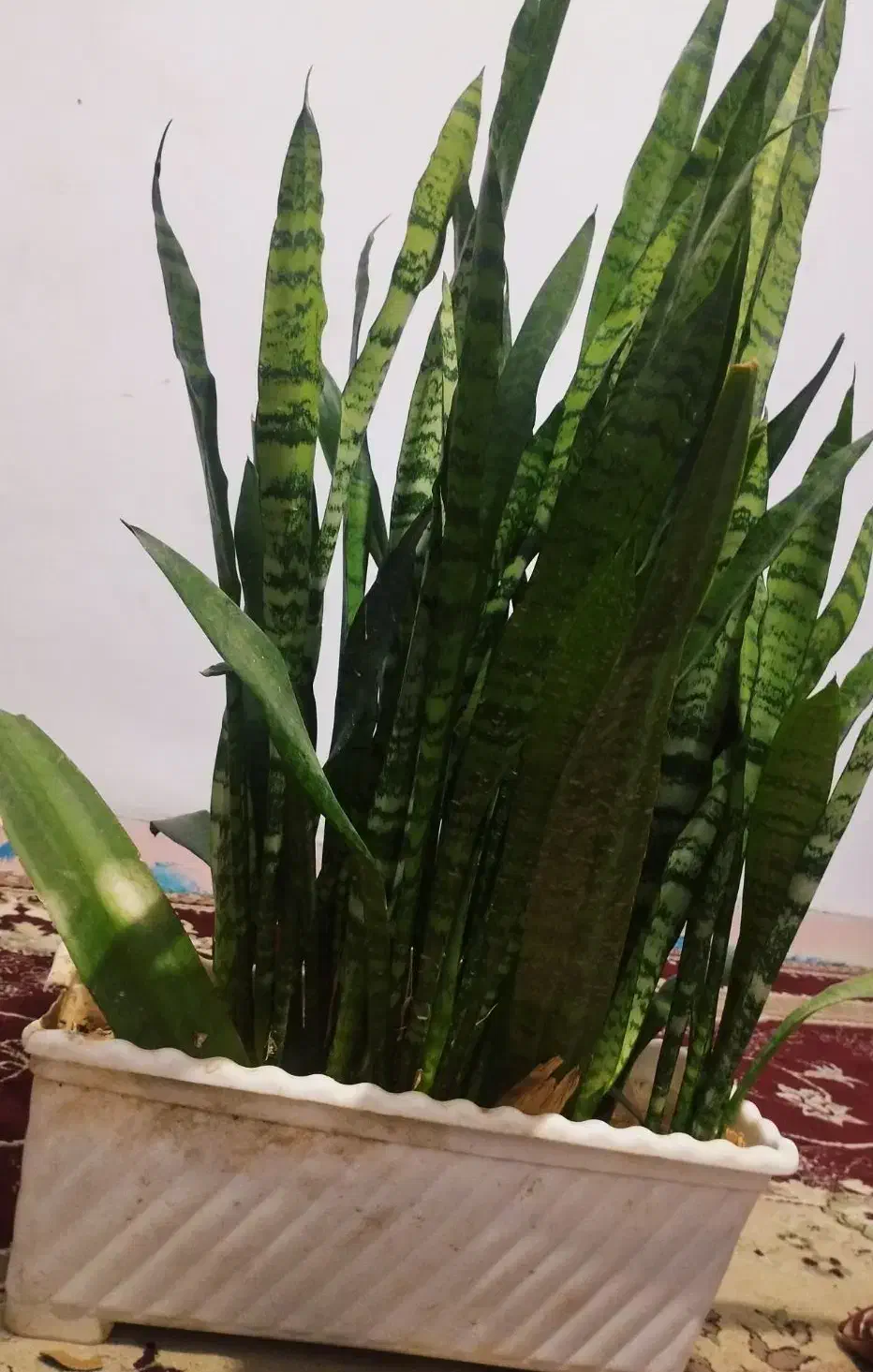 گل قاشقی و سانسوریا|گل و گیاه طبیعی|خرم‌آباد, |دیوار