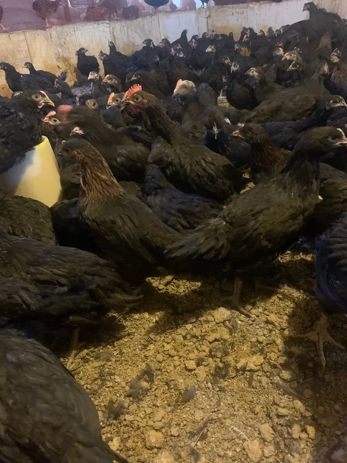 جوجه مرغ و خروس محلی جهادی سیاه|حیوانات مزرعه|مشهد, كنويست|دیوار