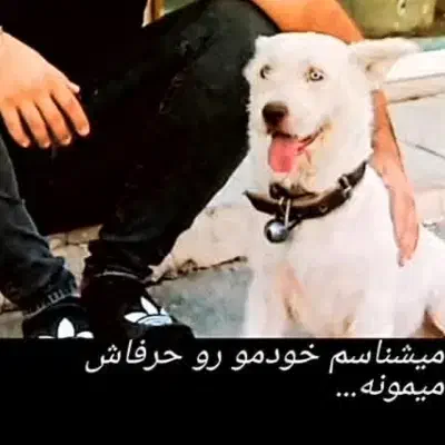 سگ گمشده محدوده اسلامشهر|حیوانات|اسلامشهر, ملکآباد|دیوار