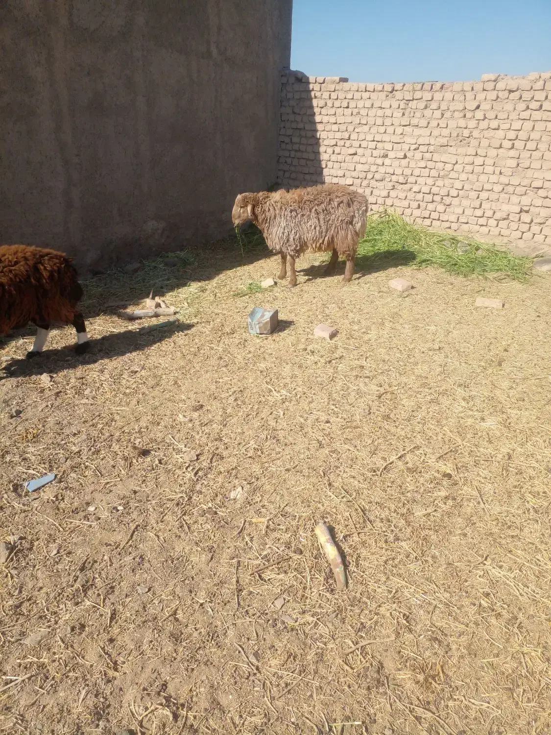 چهار راس بره نر چاق چاق|حیوانات مزرعه|گزیک, |دیوار