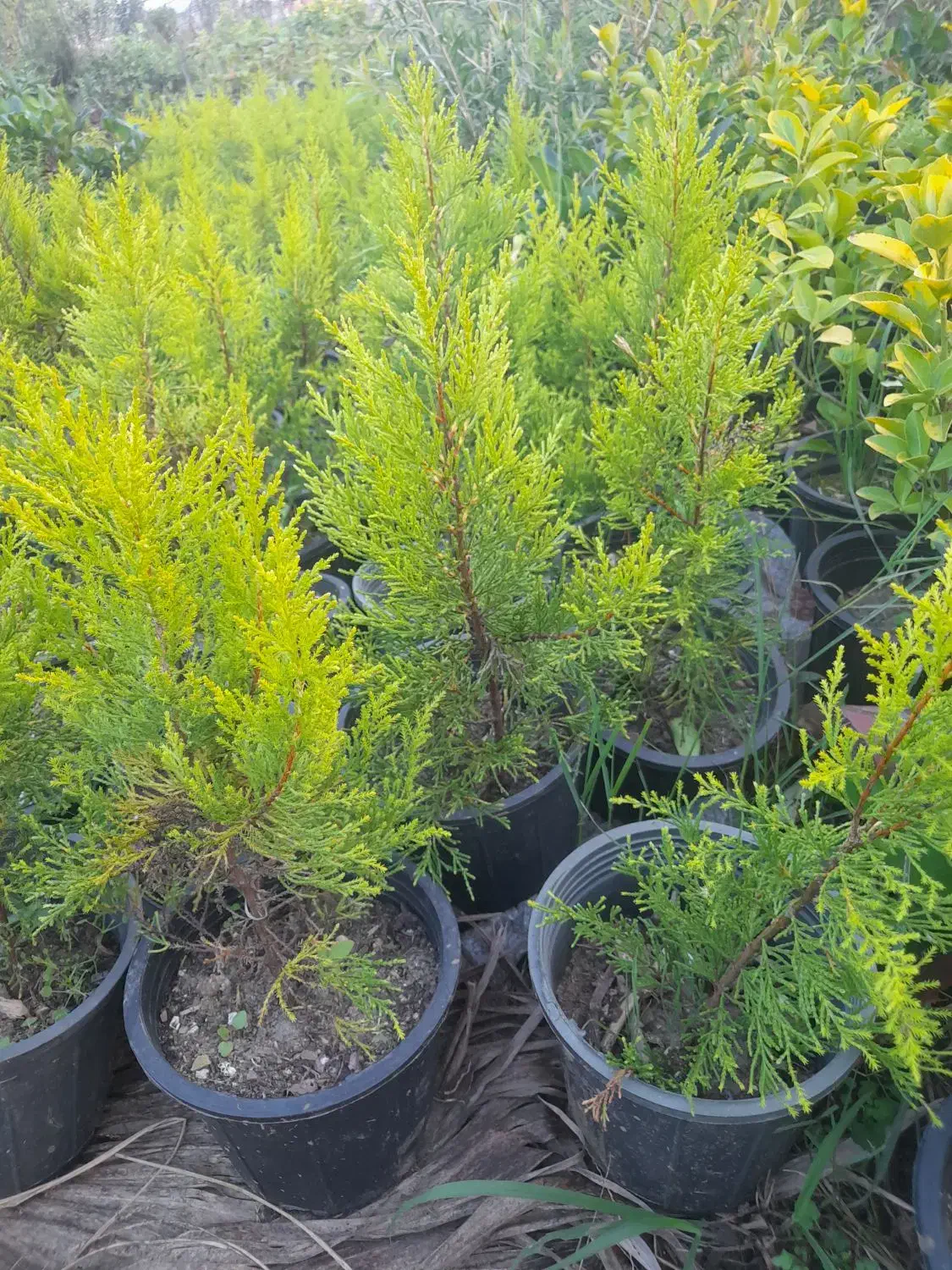 گلهایی زیبا برای فضا سازی حیاط|گل و گیاه طبیعی|چابکسر, |دیوار