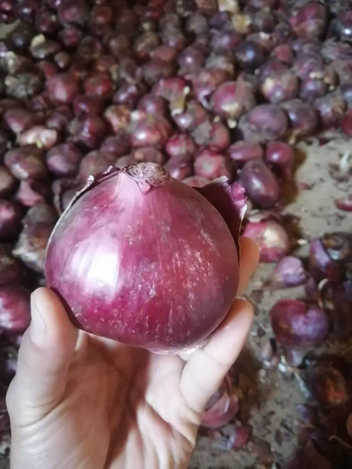 پیاز قرمز فرسفج|خوردنی و آشامیدنی|قلقل رود, |دیوار