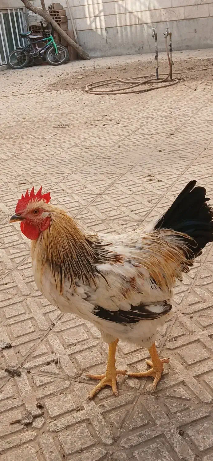 خروس ۶ماهه خونگی|حیوانات مزرعه|تهران, بهارستان|دیوار