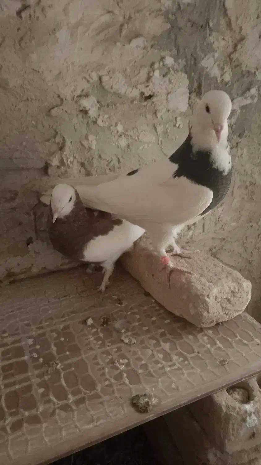 کبوتر طوقی جوجه|پرنده|آیسک, |دیوار