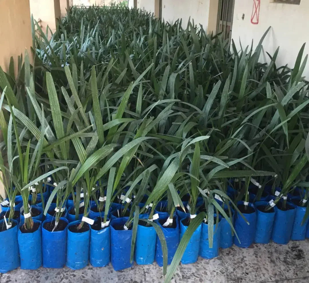 نخل پیارم ونخل مجول|خدمات باغبانی و درختکاری|مهران (ایلام), |دیوار