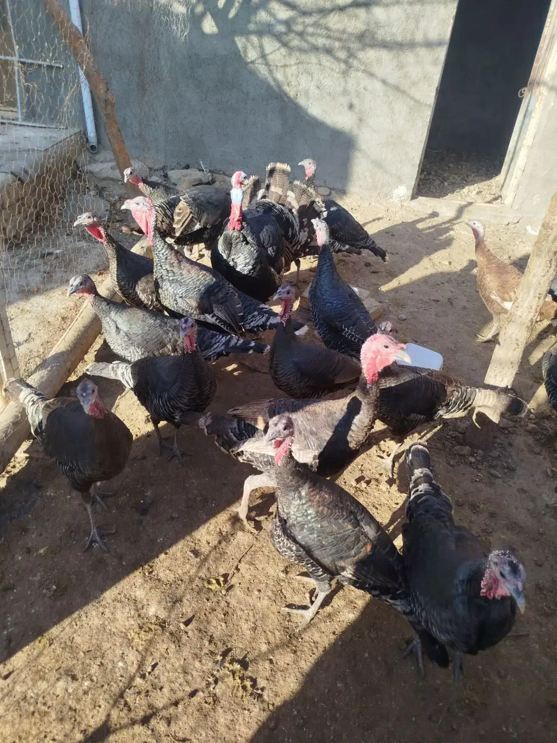 تعدادی بوقلمونو نر و ماده جوان|حیوانات مزرعه|قیدار, |دیوار