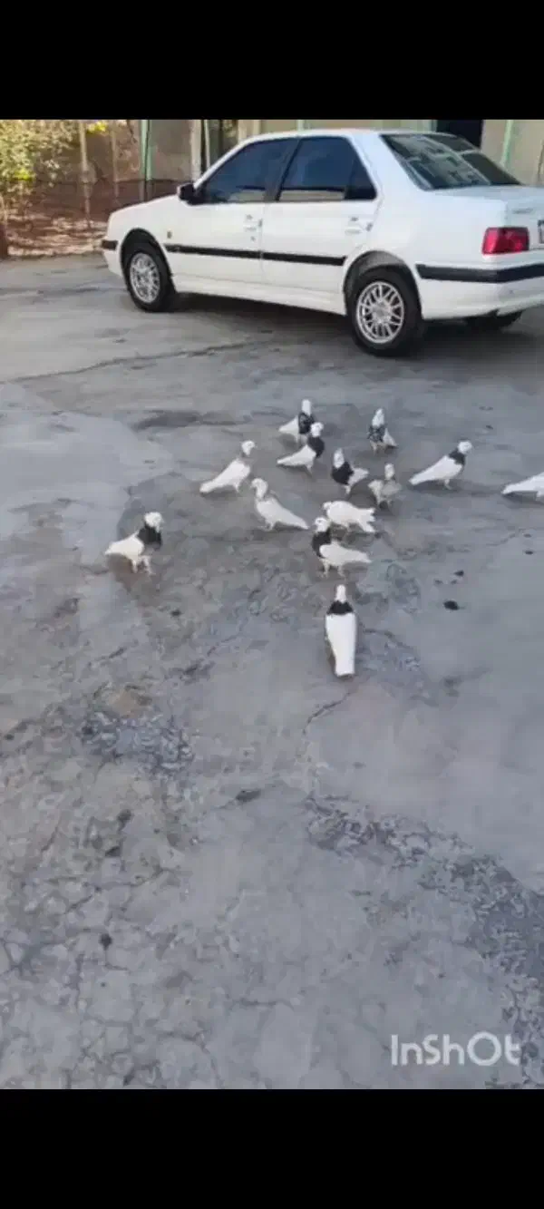 طوقی نسل الماسی|پرنده|احمدآبادمستوفی, |دیوار