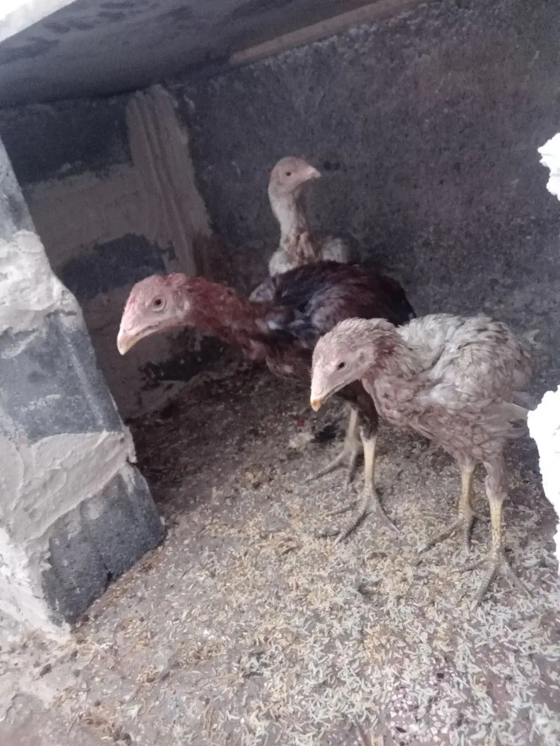 خروس لاری|حیوانات مزرعه|خمین, |دیوار