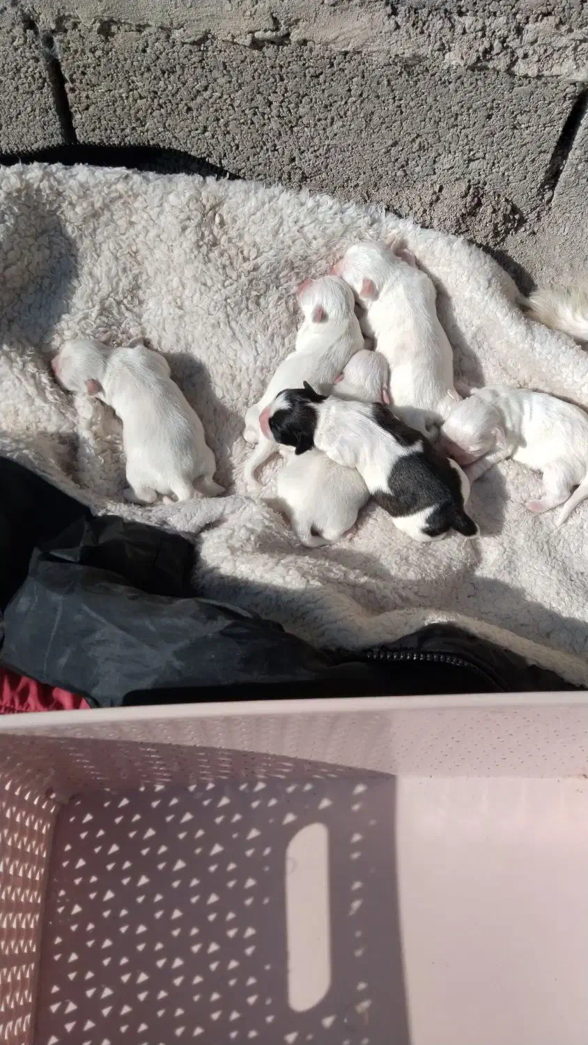 توله شیتزو پیکنز|سگ|لاهیجان, امیرشهید|دیوار