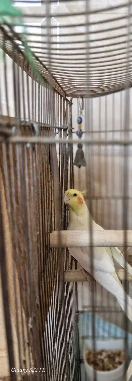 عروس هلندی جفت|پرنده|ری, شهرک نظامی|دیوار