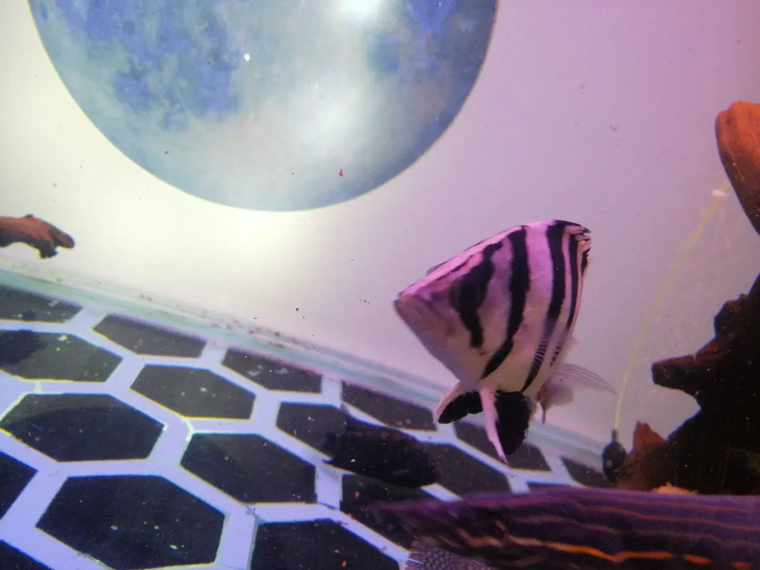 ویجا-تایگر-ایل|ماهی|سنندج, |دیوار