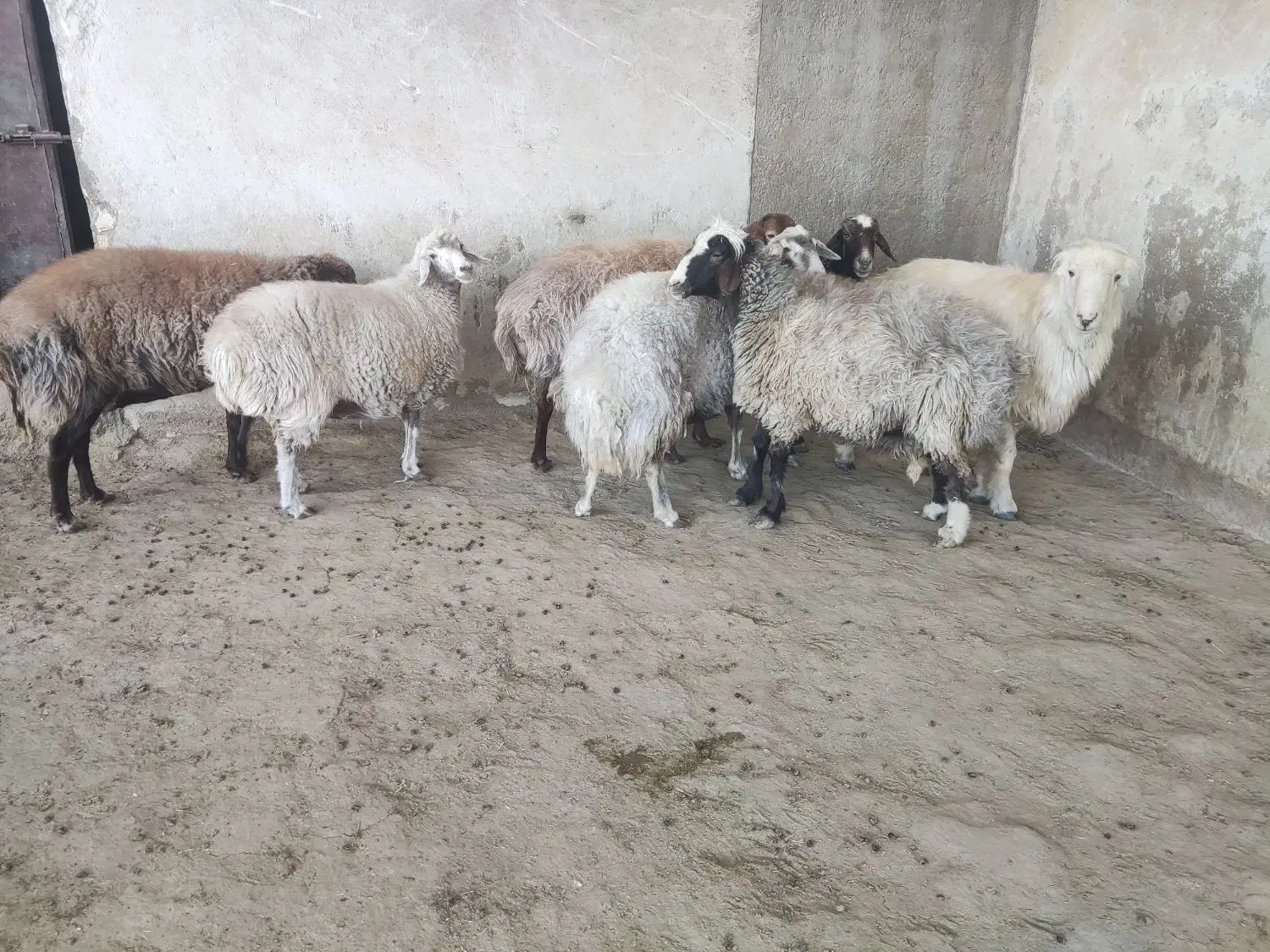 میش  گوسفند  قوچ|حیوانات مزرعه|شهرضا, |دیوار