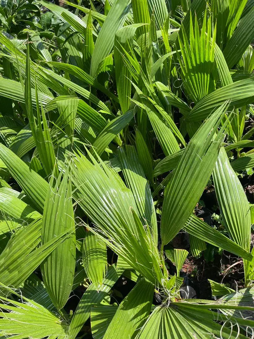 پالم تنه قرمز نایلکس|گل و گیاه طبیعی|بابل, |دیوار