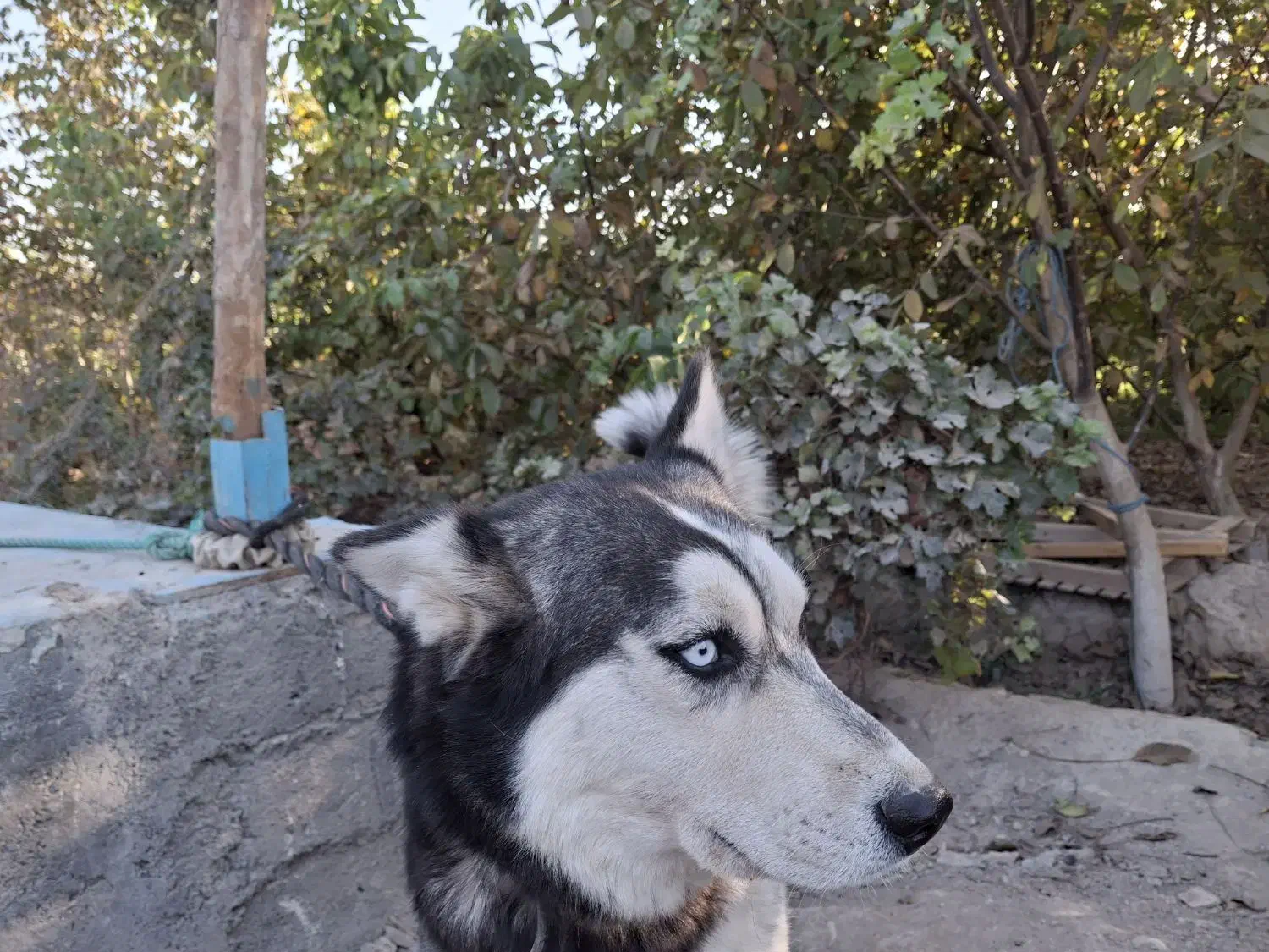 سگ هاسکی|سگ|رباطکریم, پیغمبر|دیوار