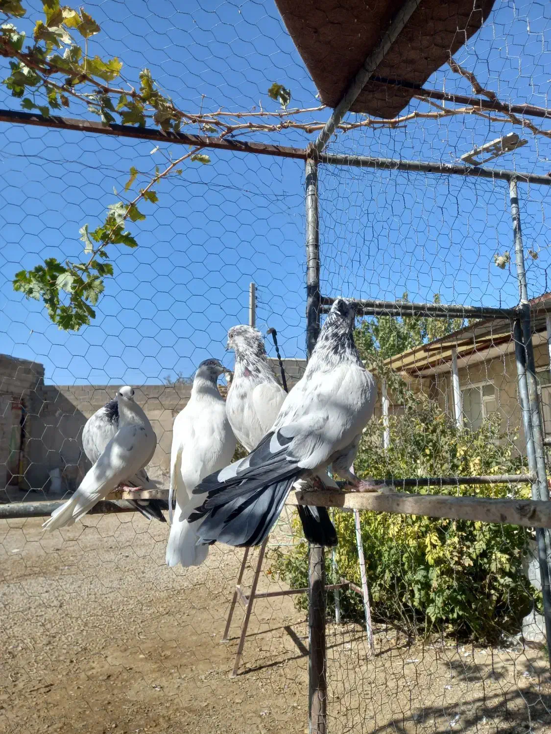 تعدادی کبوتر|پرنده|تهران, امیریه|دیوار