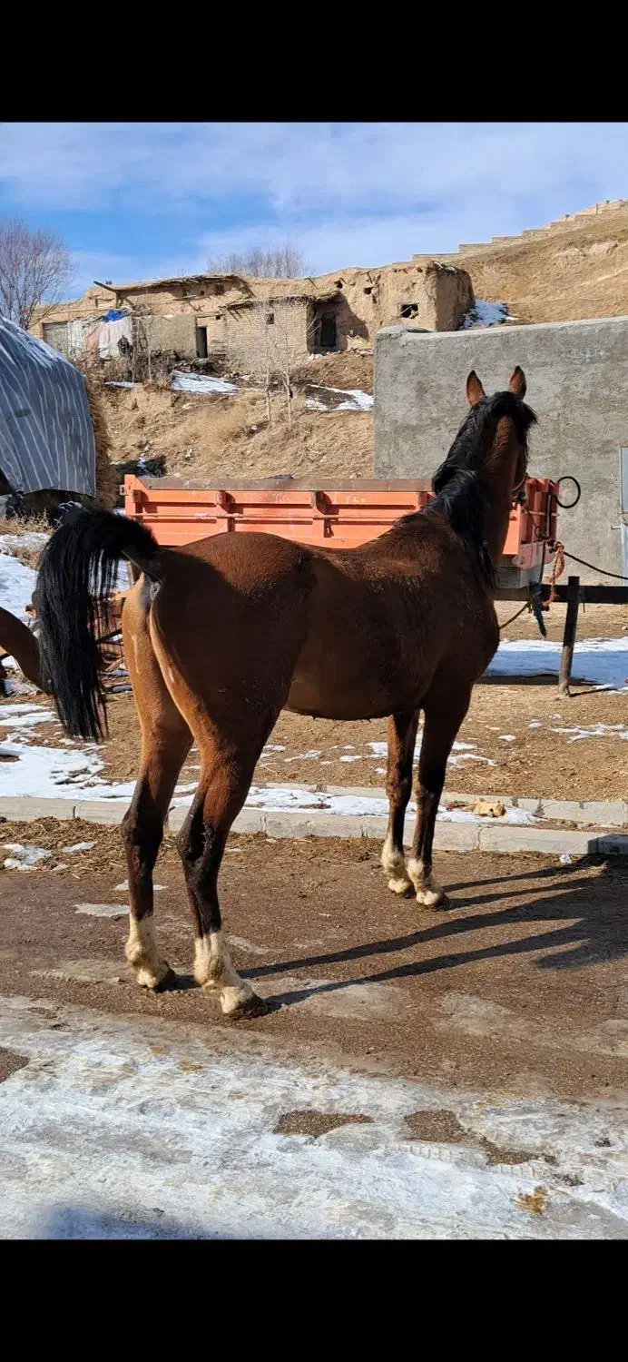 اسب|اسب و تجهیزات اسبسواری|زنجان, |دیوار