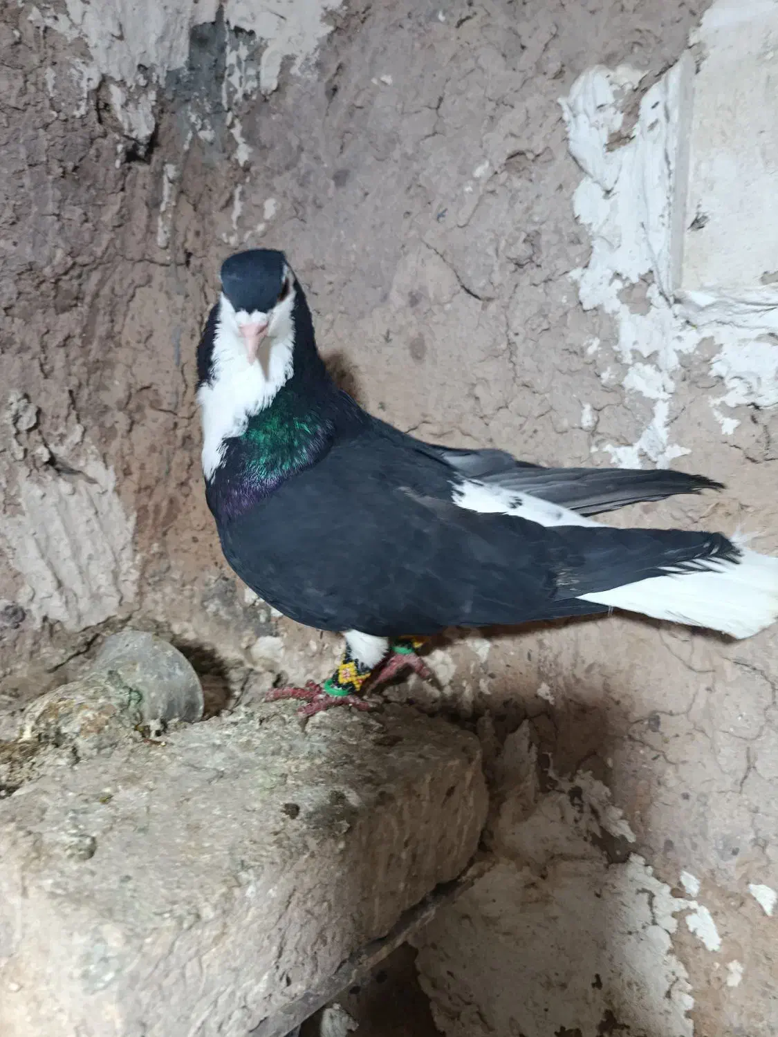 چند تاکبوتر|پرنده|نیشابور, فضل|دیوار