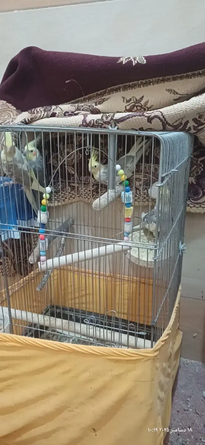 جوجه عروس هلندی|پرنده|قم, پردیسان|دیوار