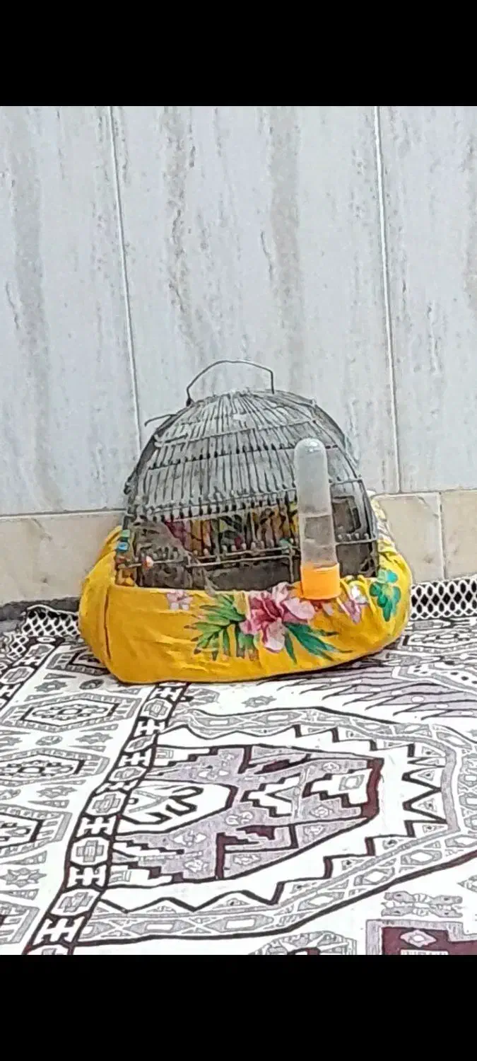 طوقی|پرنده|تربت جام, والفجر|دیوار