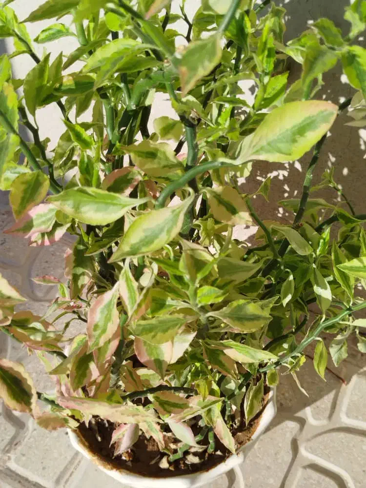 گل پدیلانتوس  سرحال|گل و گیاه طبیعی|کرمانشاه, |دیوار