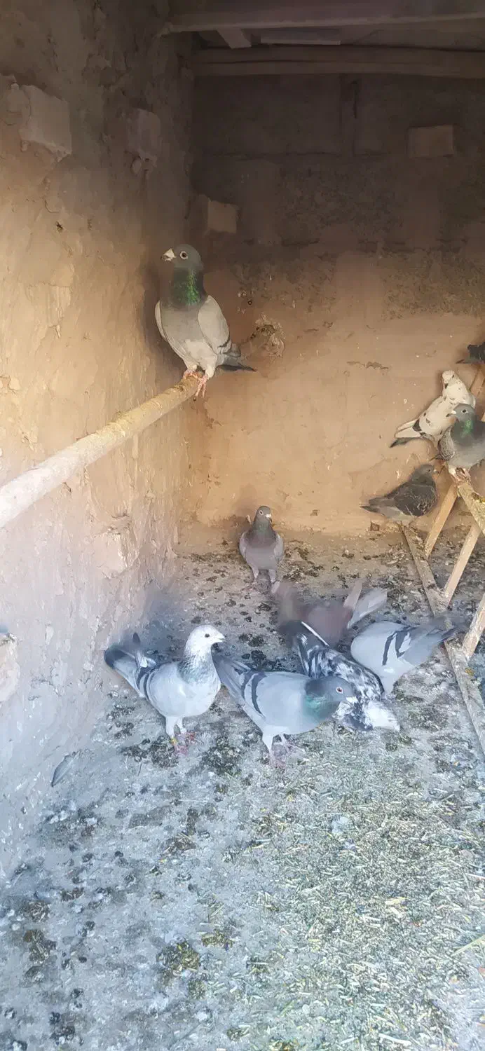 مسافتی نر و ماده قاطی|پرنده|نیشابور, ناسیونال|دیوار