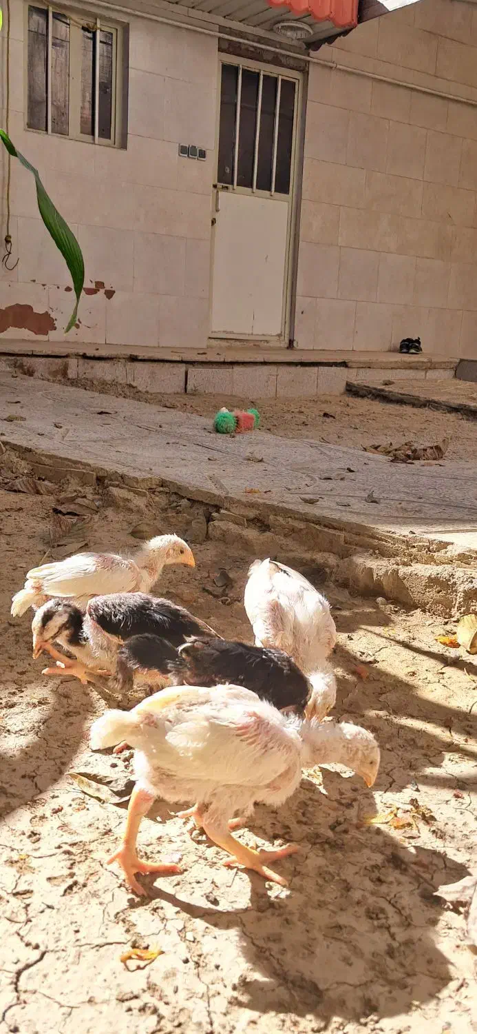 ۵ عدد جوجه لاری اصیل دونگ بالا اصل افغانستان|حیوانات مزرعه|تکاب, |دیوار