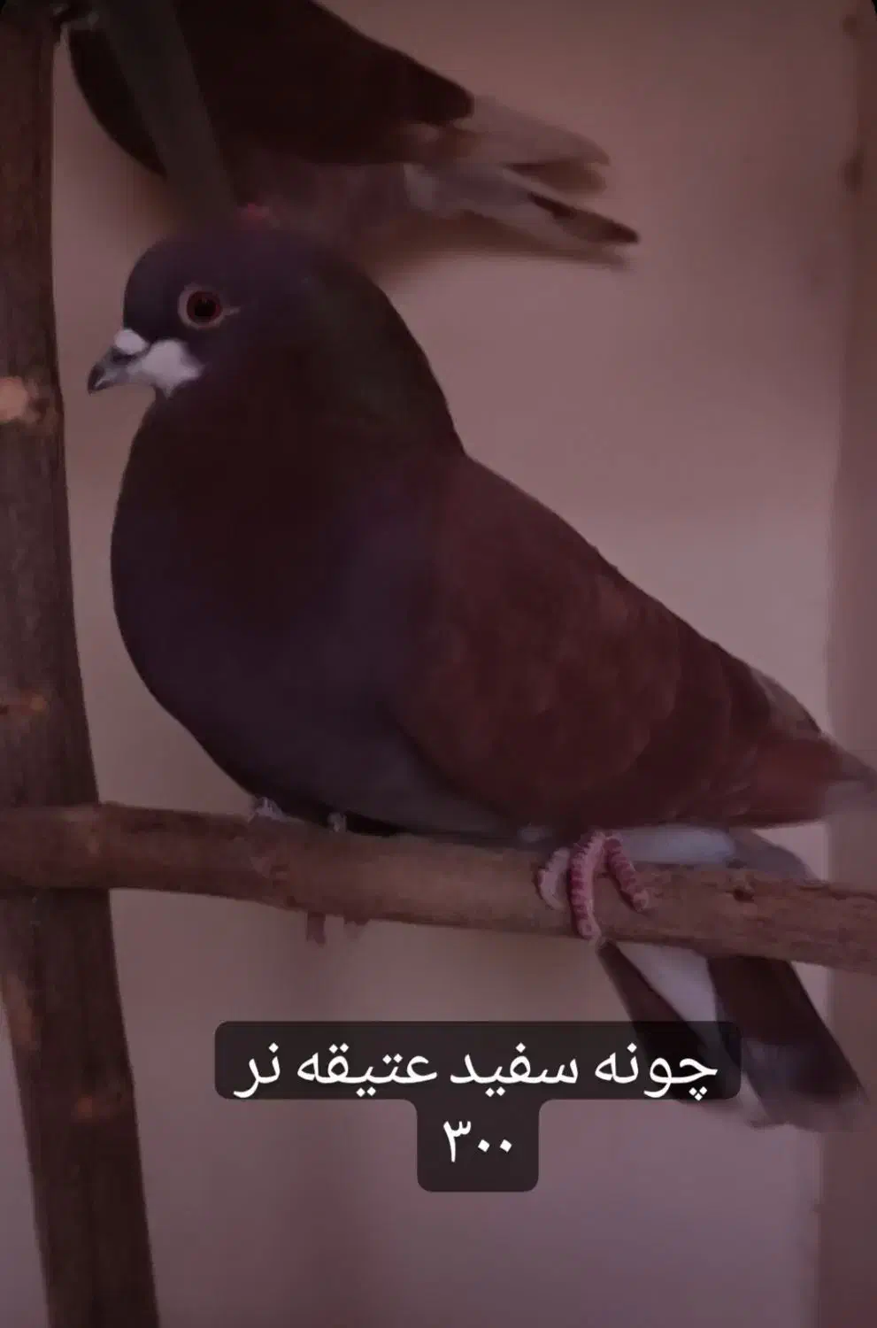 تهرونی اصیل|پرنده|فولادشهر, مسکن مهر فولادشهر|دیوار