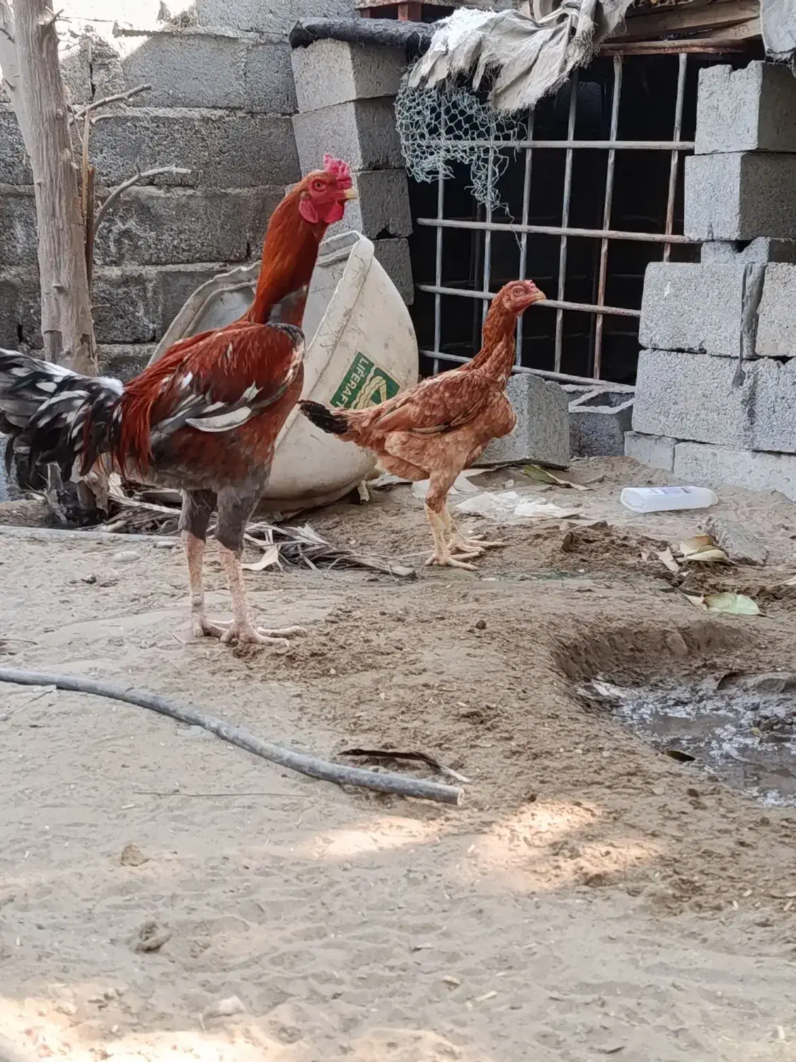 مرغ وخروس|حیوانات مزرعه|میناب, |دیوار